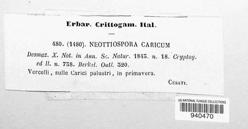 Neottiospora caricum image